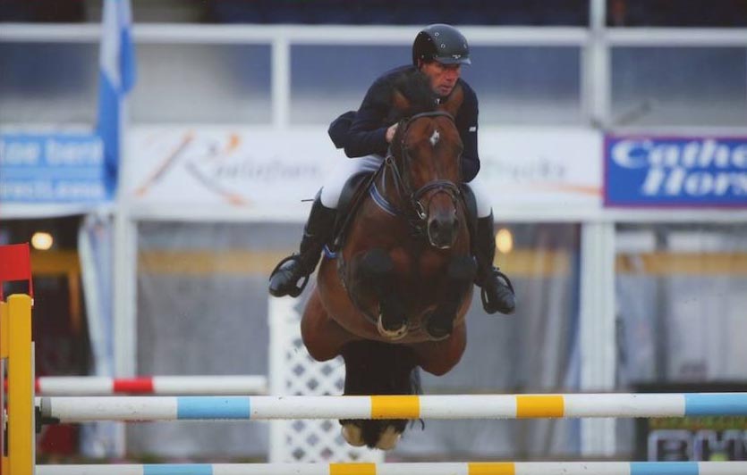 Dutch Warmblood Showjumping Stallion